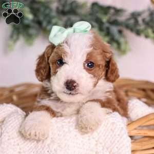 Mochi, Mini Bernedoodle Puppy